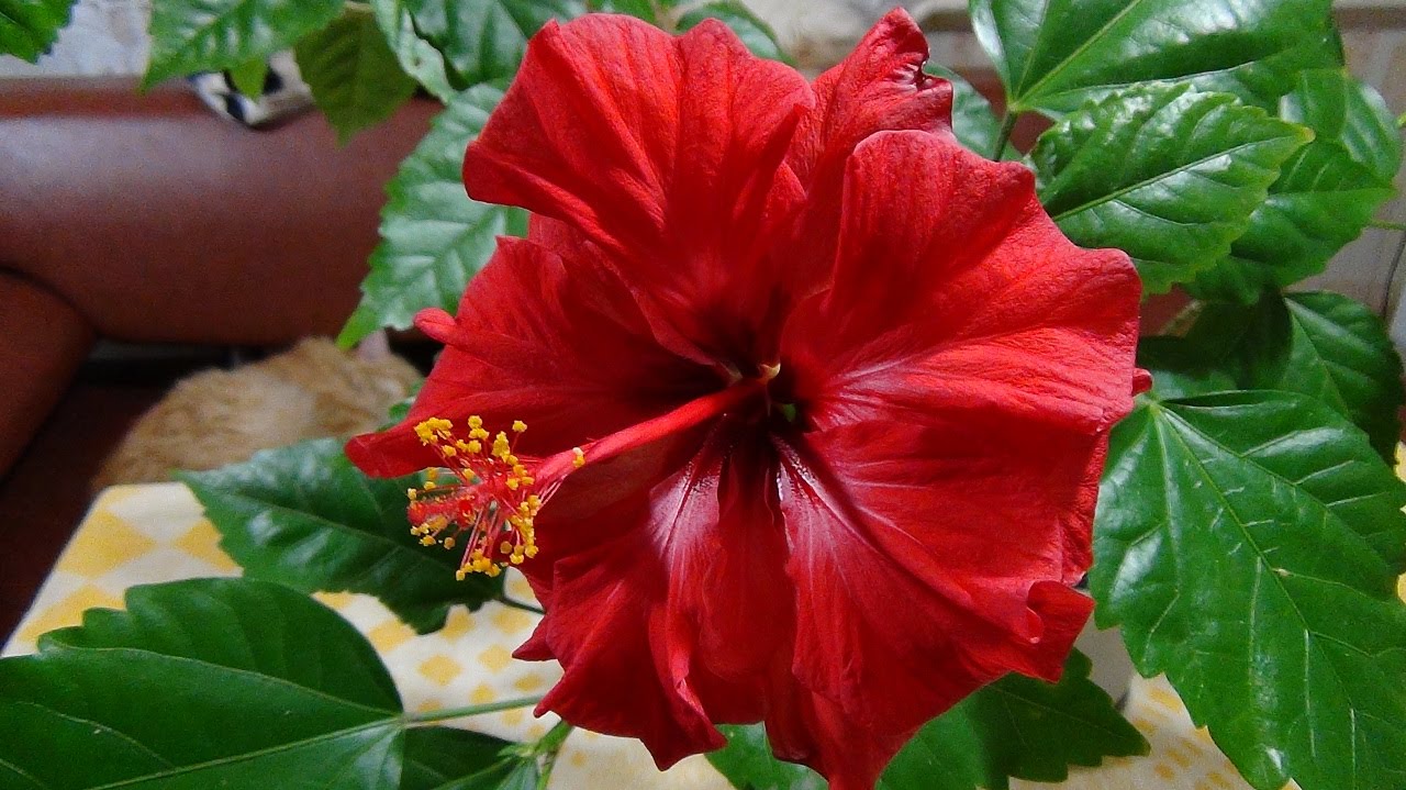 Hibiscus flower: growing, care and photo