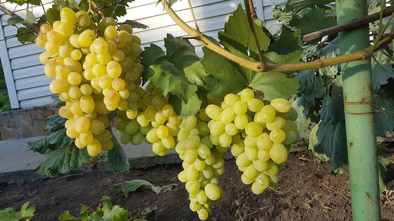 Laura or Flora: a popular table grape variety, the nuances of crop care