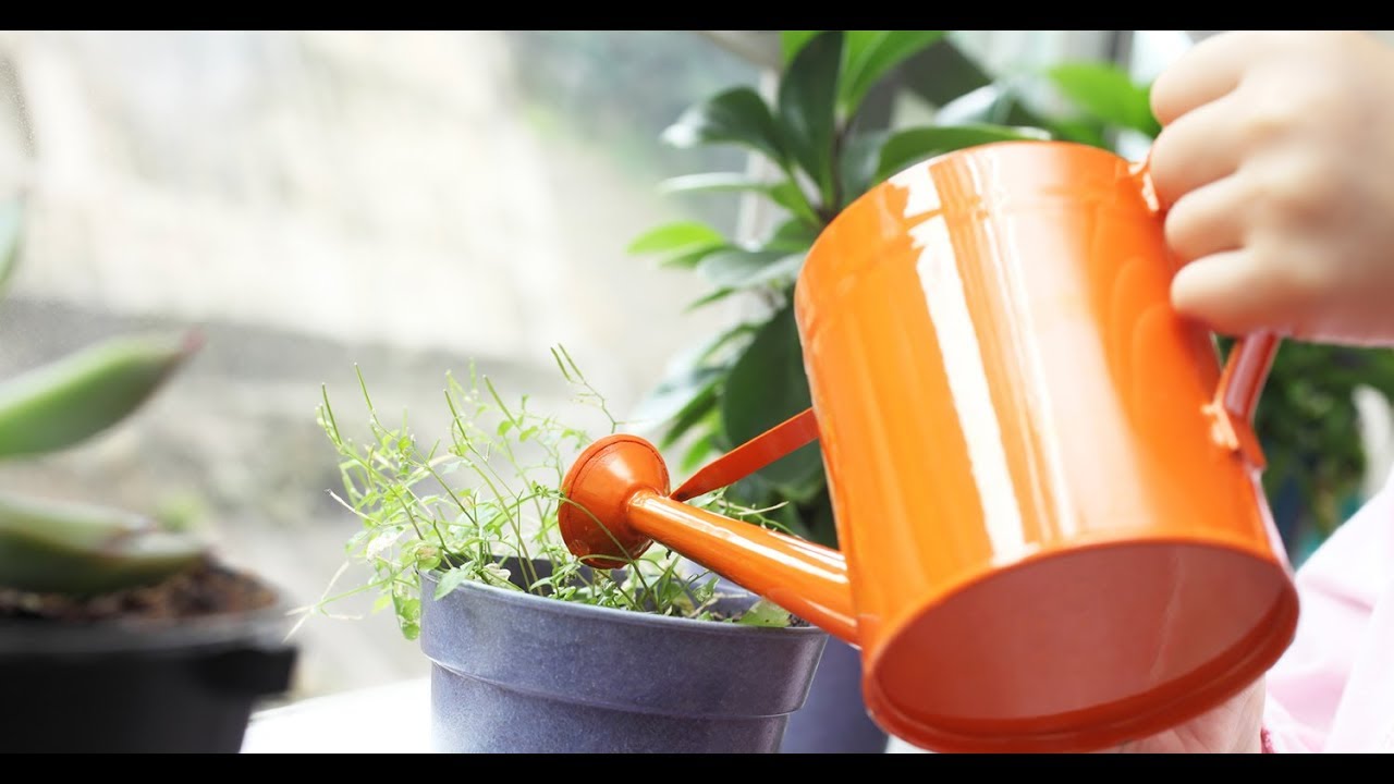 Fertilizing indoor plants at home