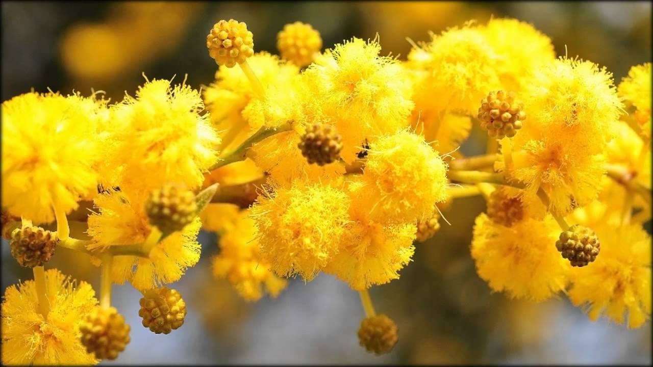 What does mimosa and a flower look like in the photo