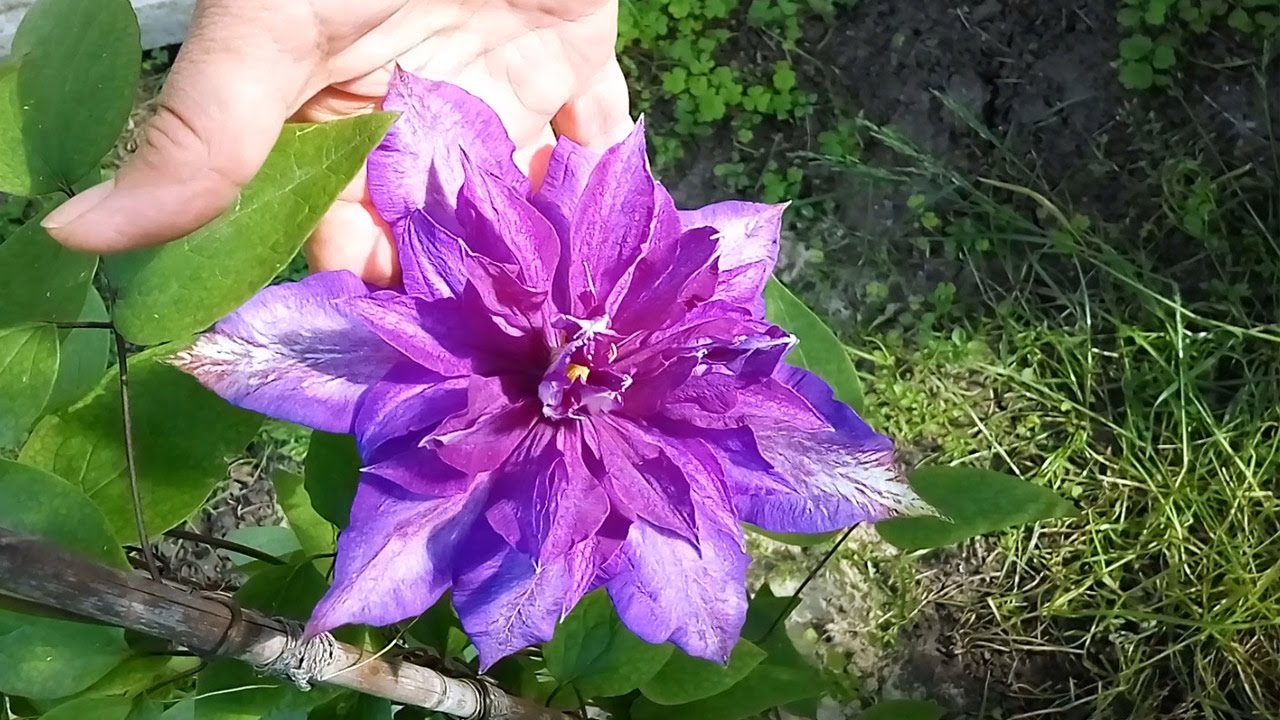 How to grow clematis from seeds at home?