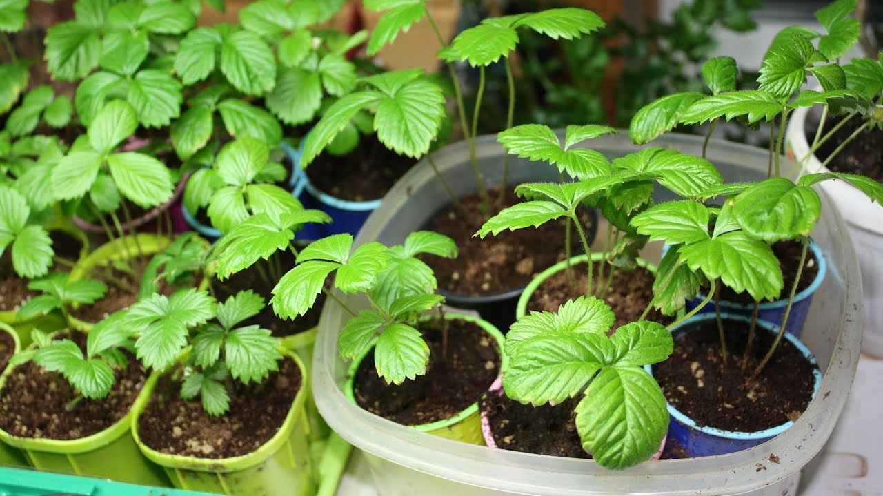 Picking strawberry seedlings: timing, soil preparation, technology