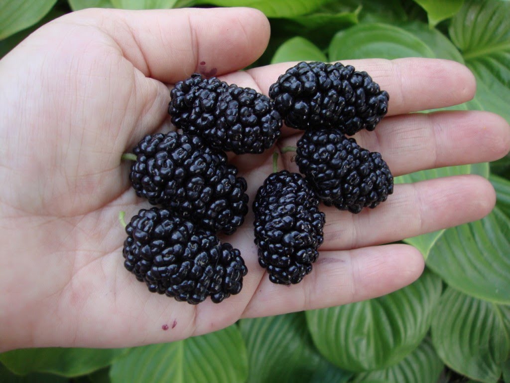 Mulberry tree: types of mulberry, useful properties of mulberry