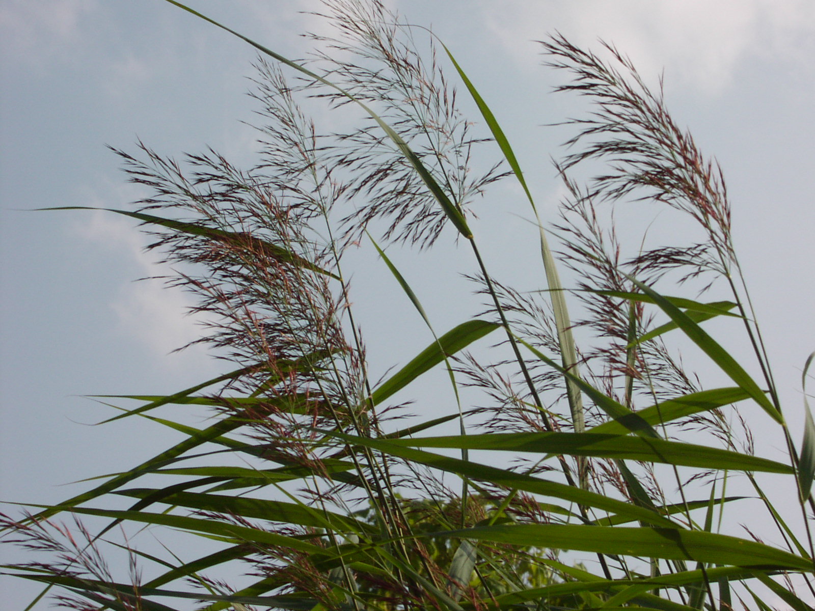 Common reed, photo and description of the plant