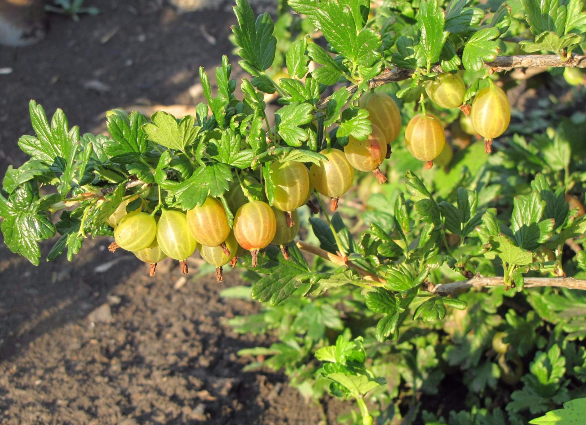 Russian yellow - a gooseberry variety with a harsh character and delicate berries