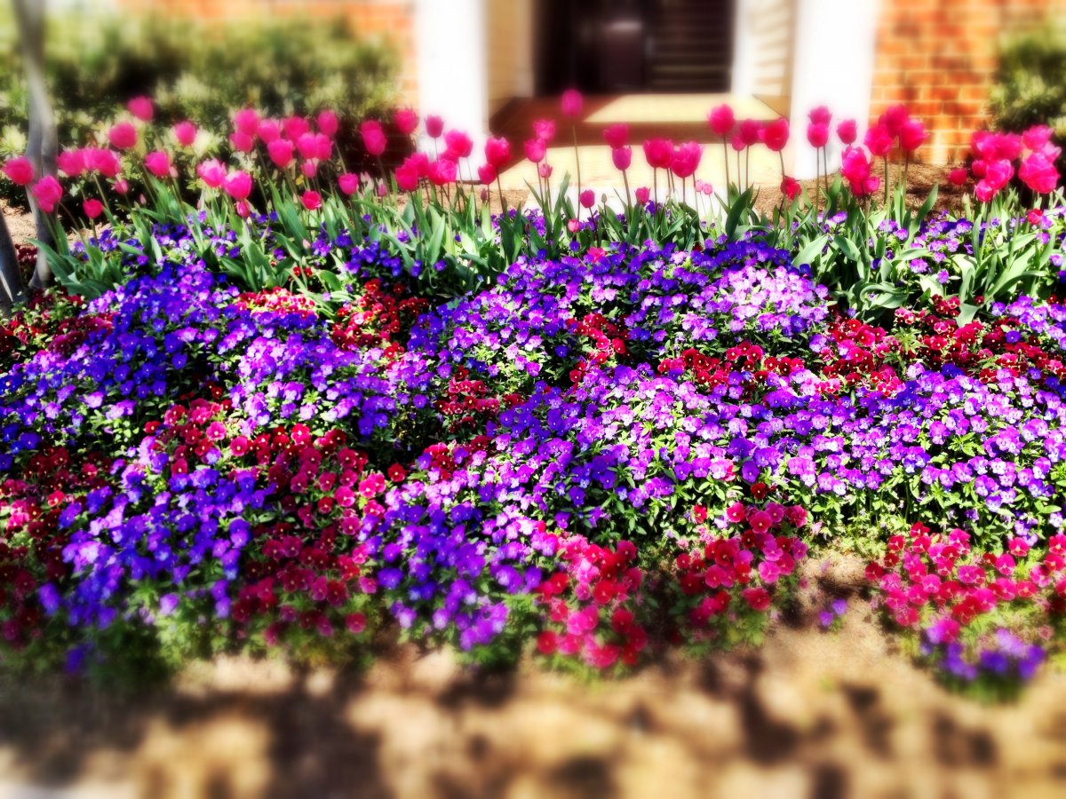 Names and photos of annual flowers for growing in a flower bed all summer