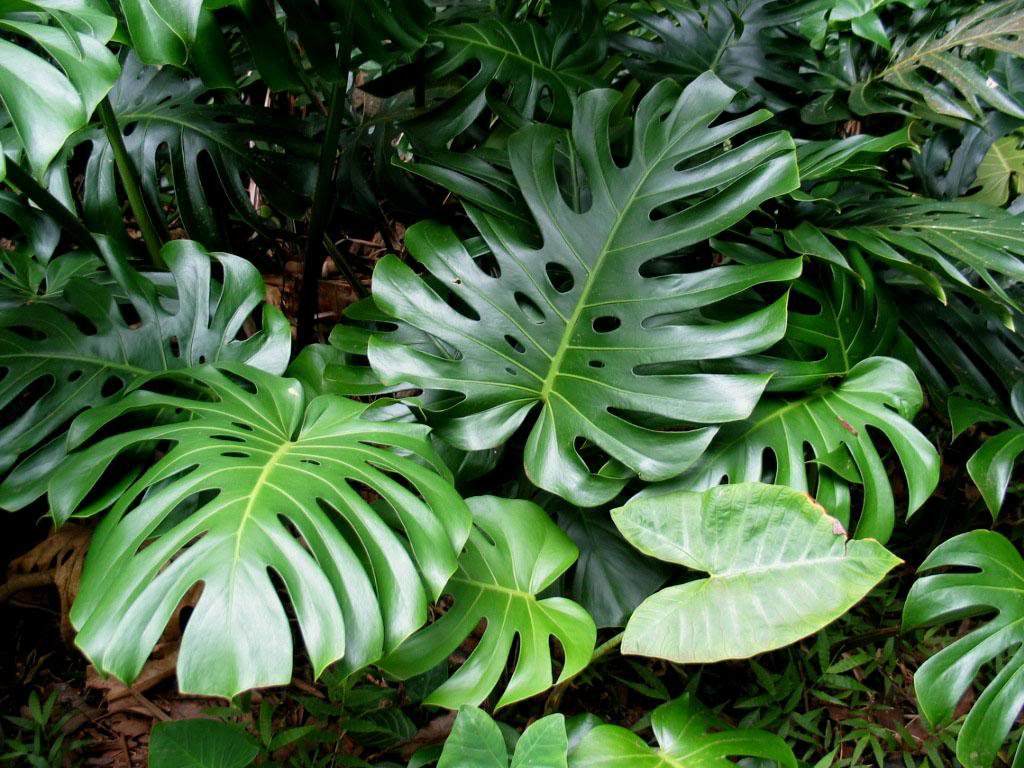 Monstera: is it possible to keep at home and why not