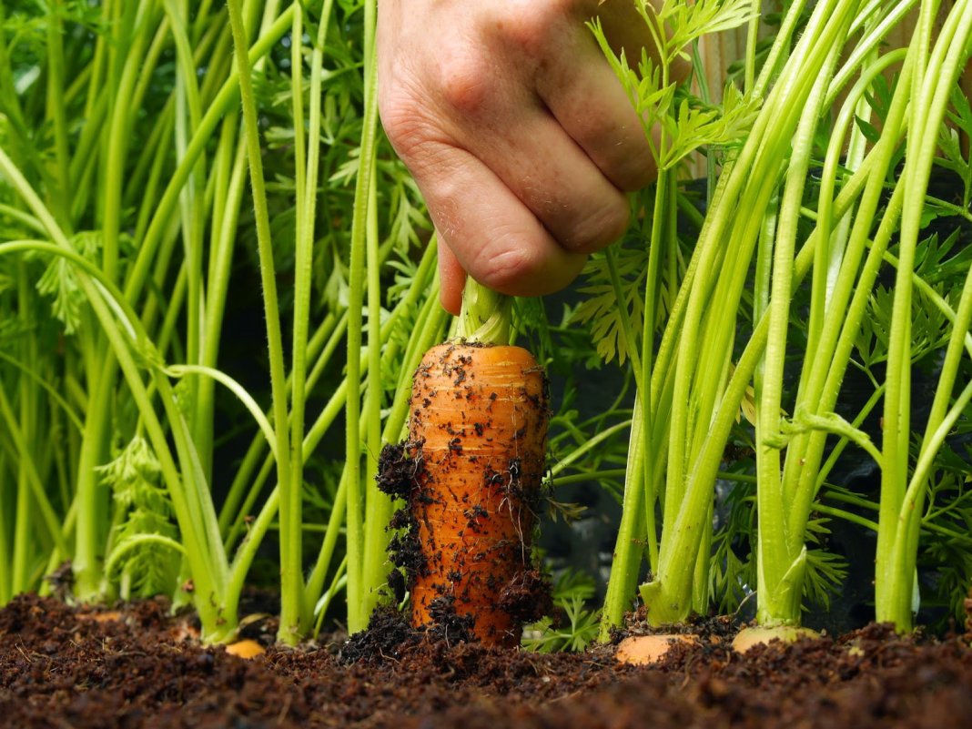 Planting carrots in spring: basic rules for getting a good harvest