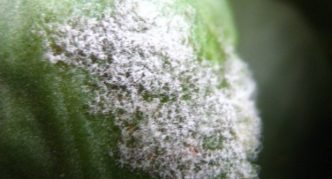 Powdery mildew on the leaves of streptocarpus