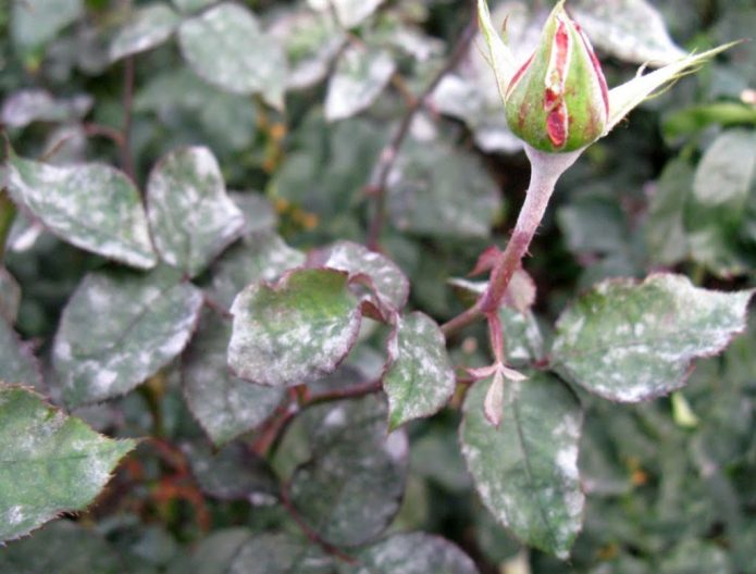 Powdery mildew on roses