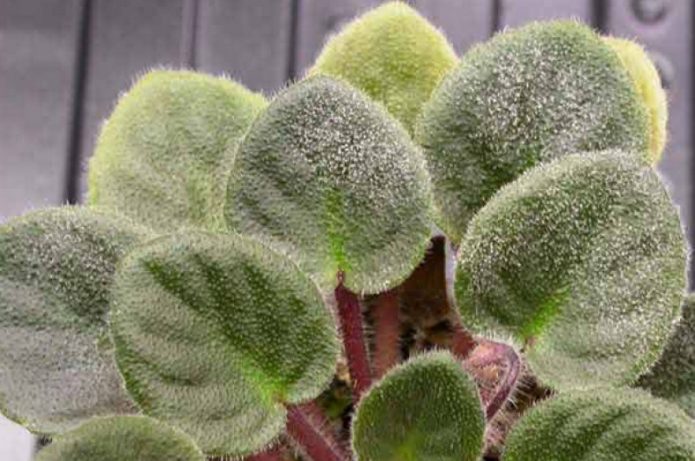 Powdery mildew on a violet