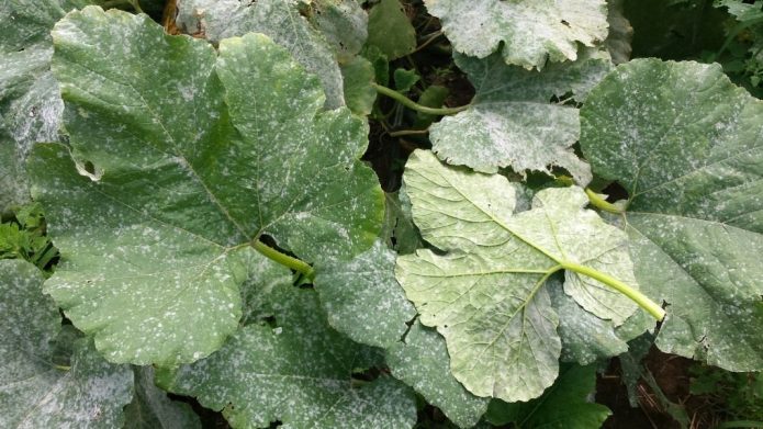 Powdery mildew on pumpkin leaves