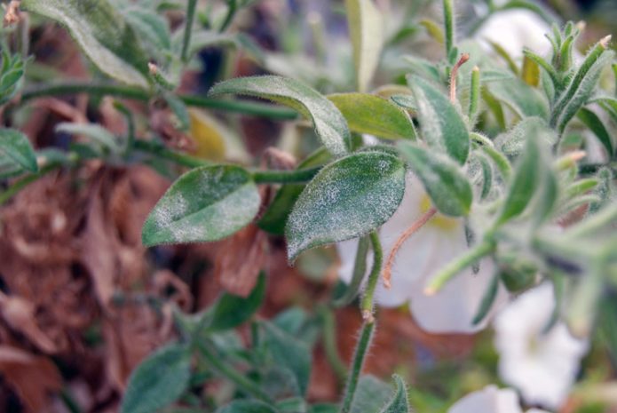 Powdery mildew on petunia