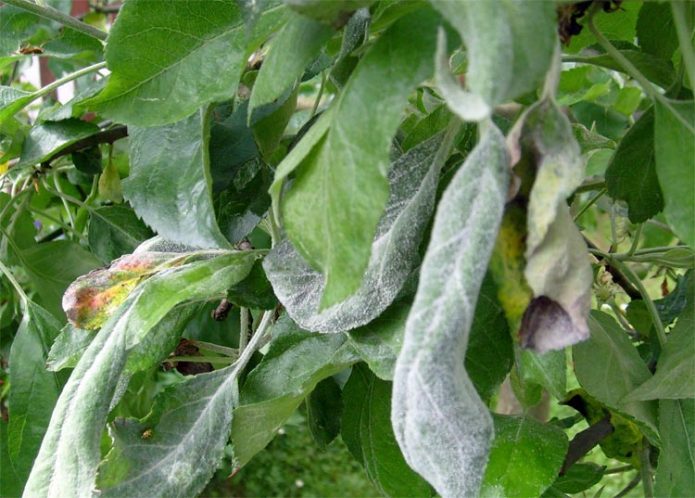 Powdery mildew on an apple tree