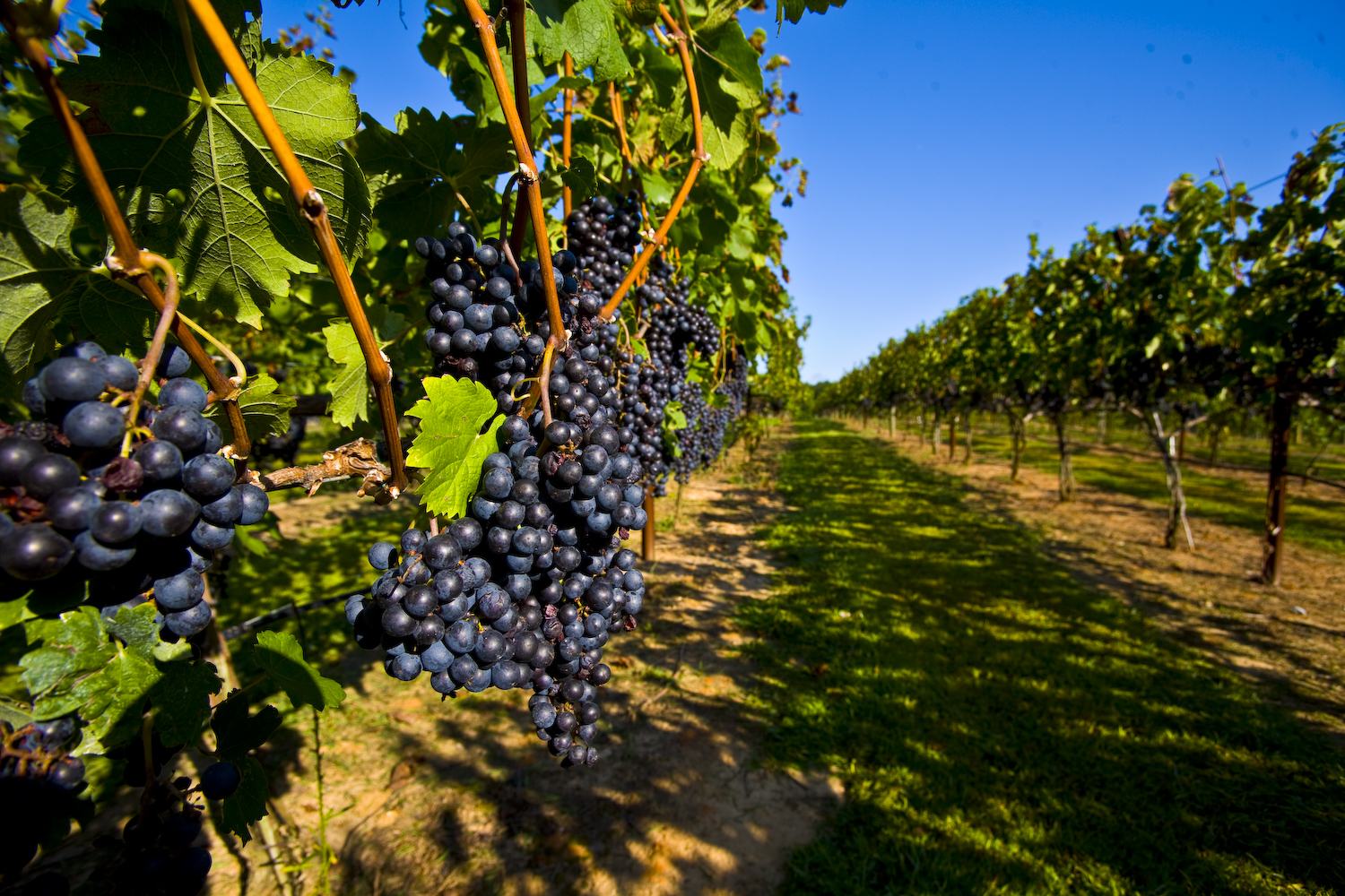 Grape breeding methods, their features and tricks from experienced winegrowers