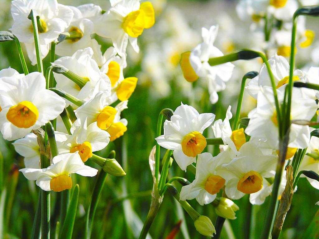 Narcissus and its cultivation: features of planting and care