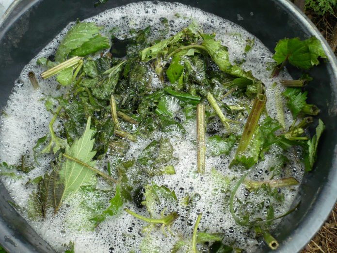 Herb infusion