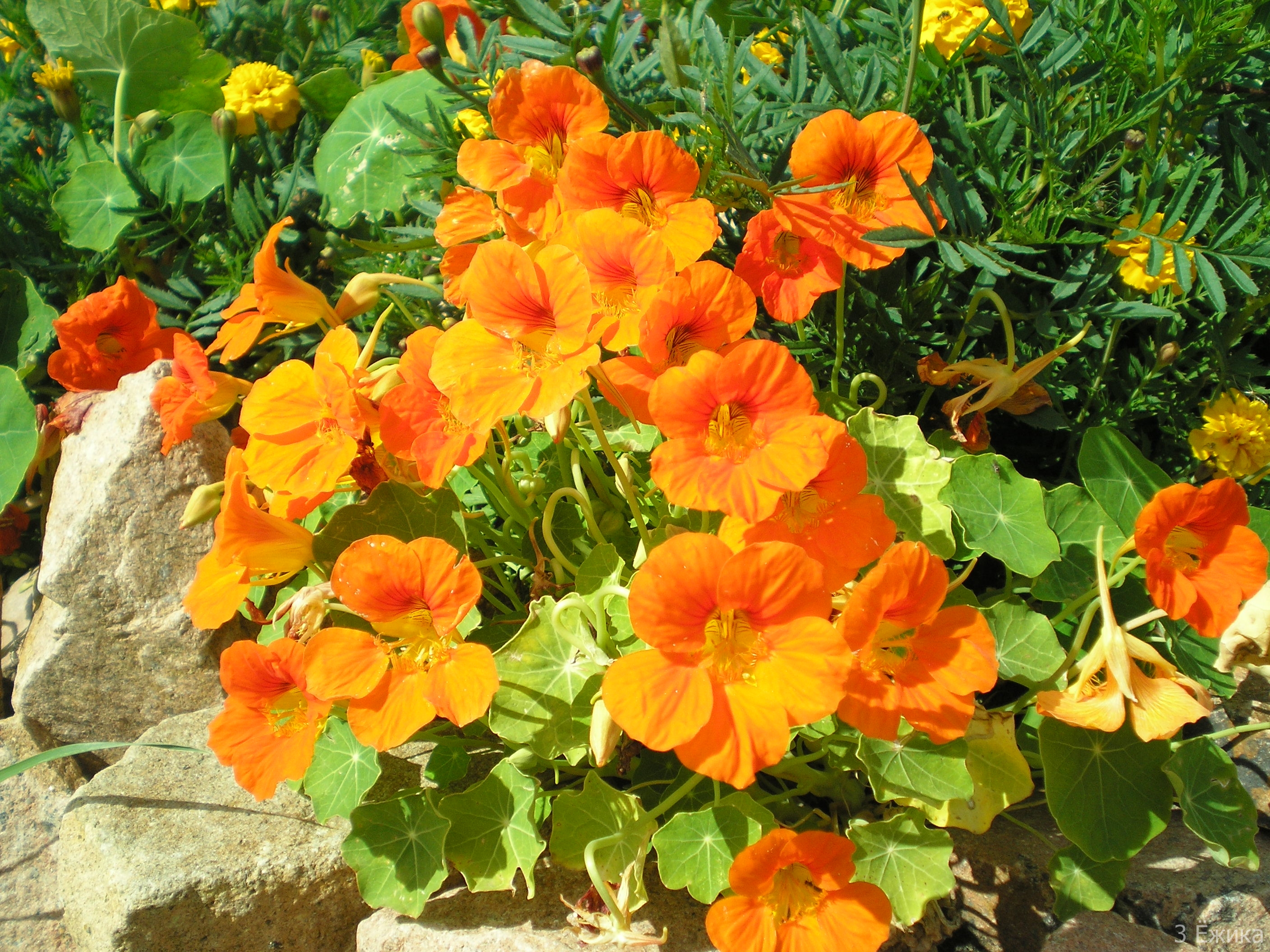 Nasturtium: planting and care, growing from seeds