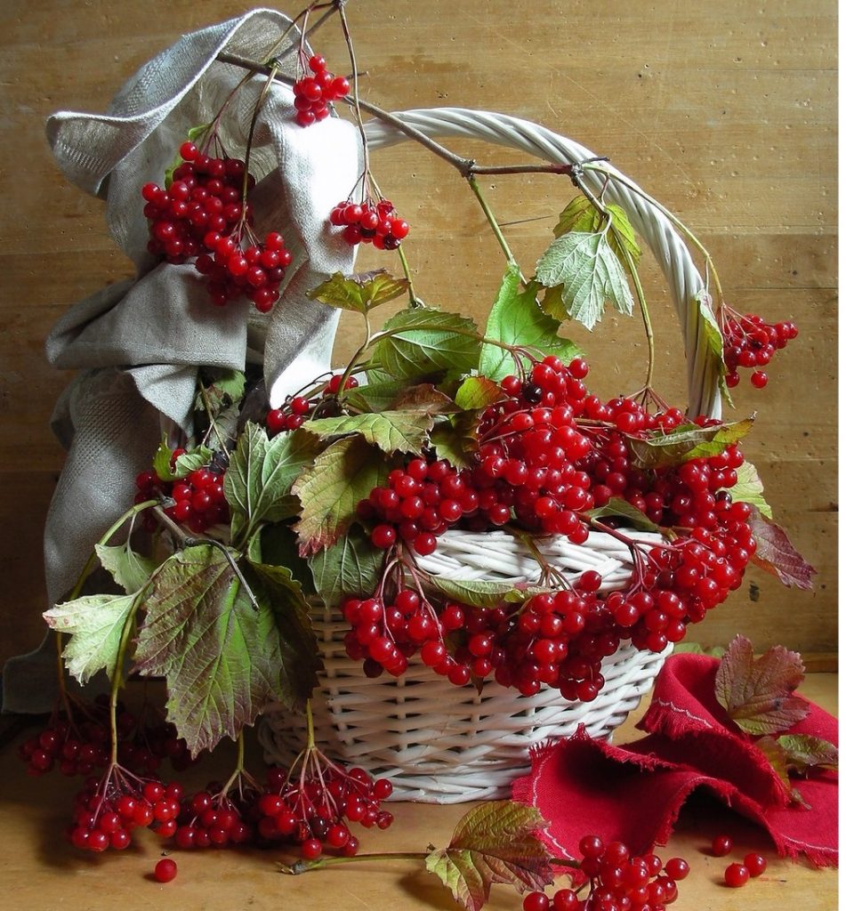 Still life with red viburnum