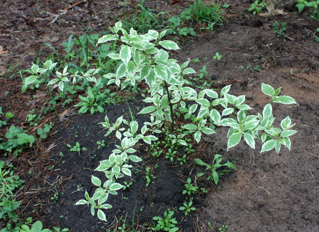 Newly planted variegated turf bush