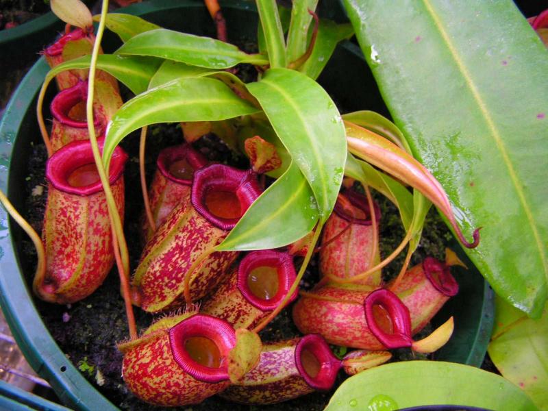 10 most unusual plants in the world