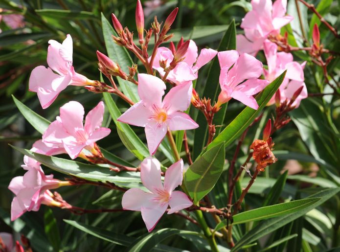 Oleander