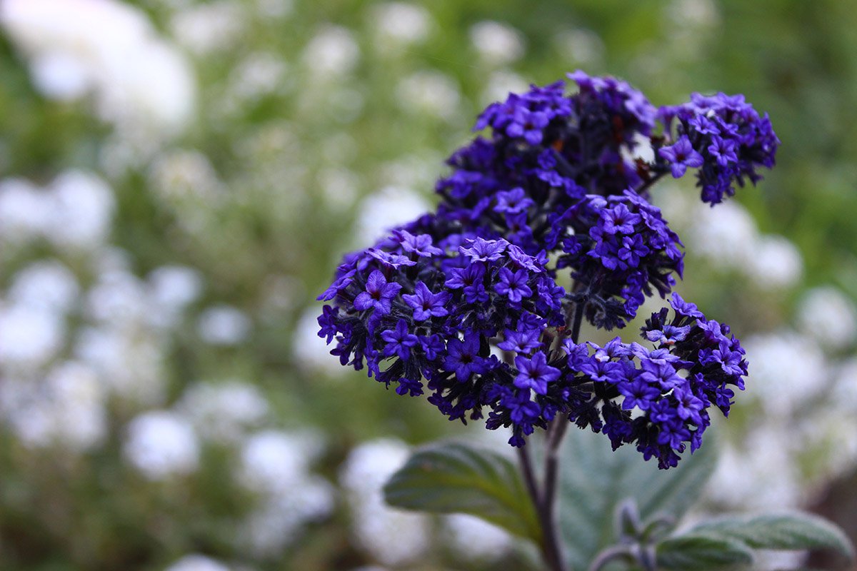 Growing heliotrope from seeds at home