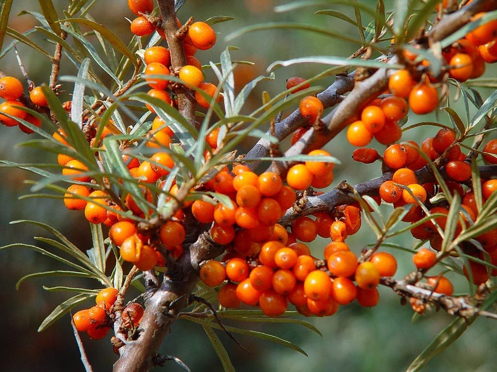 Sea buckthorn on a branch