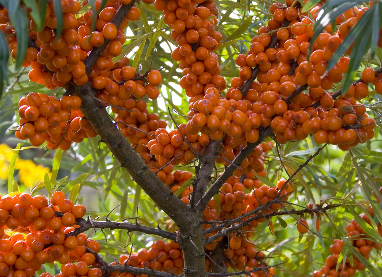 Such a different sea buckthorn: popular varieties, cultivation features in different regions