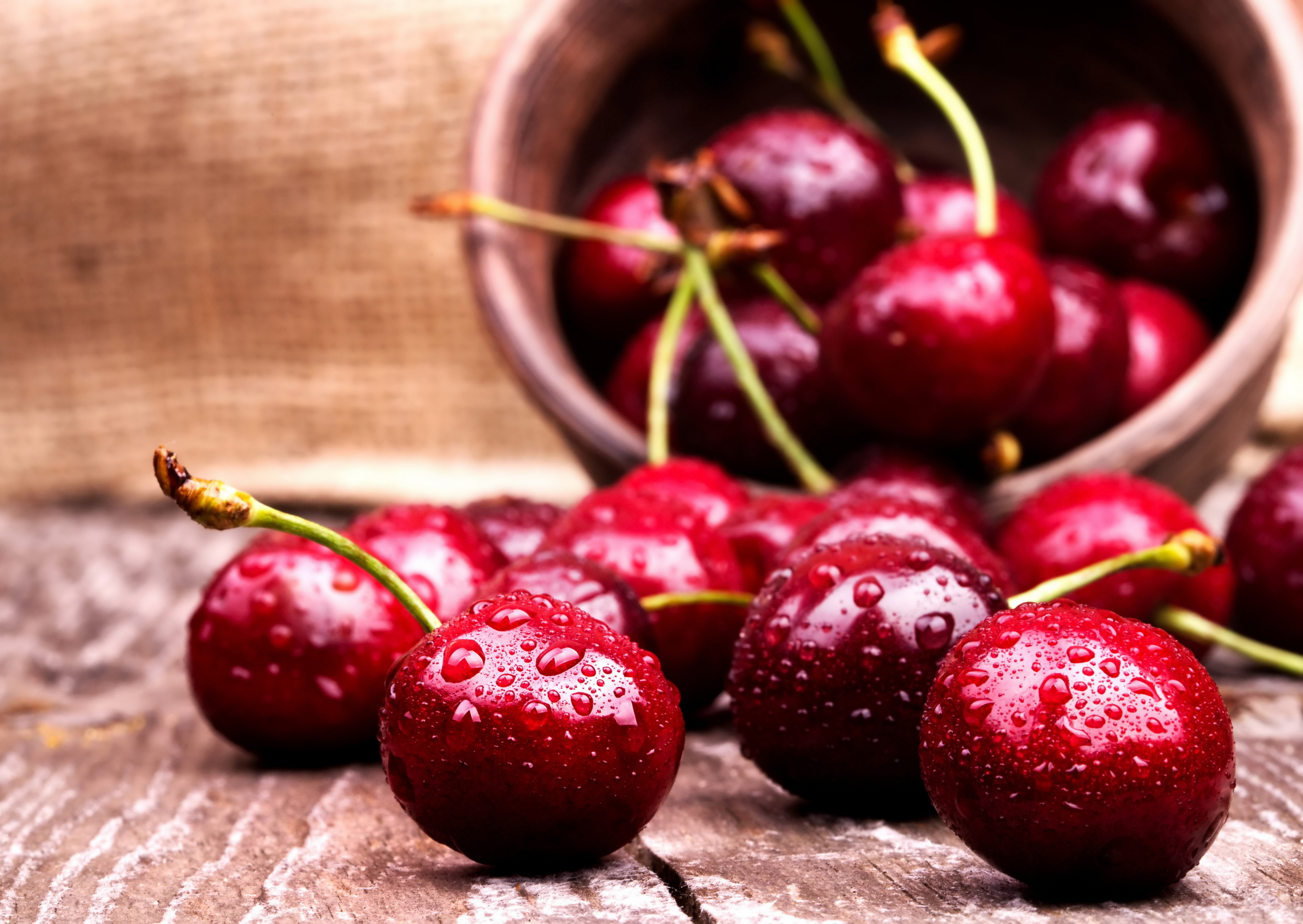 The best self-fertile cherry varieties for the North-West region, Belarus and Ukraine