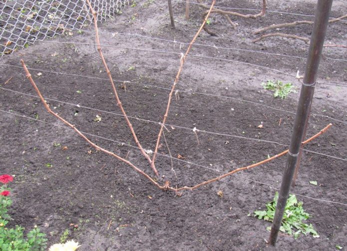 Pruned vine bush