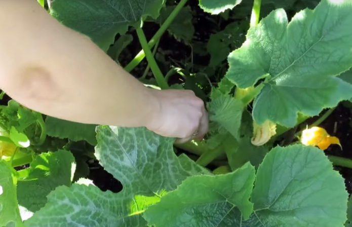 Pruning zucchini leaves