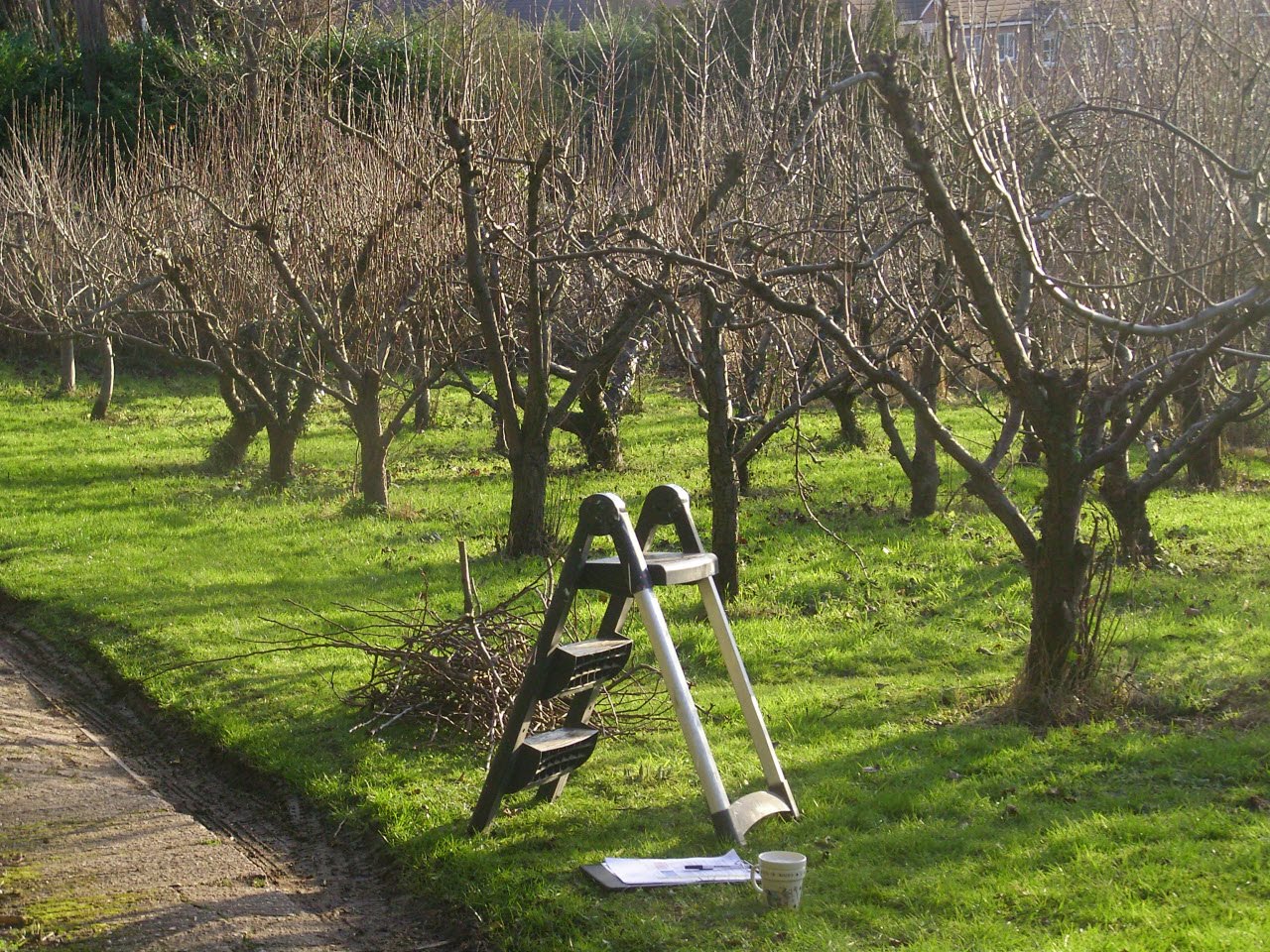 How to properly prune fruit trees in spring