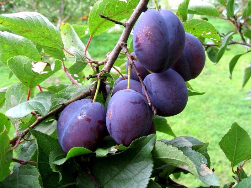 Pruning plums in autumn