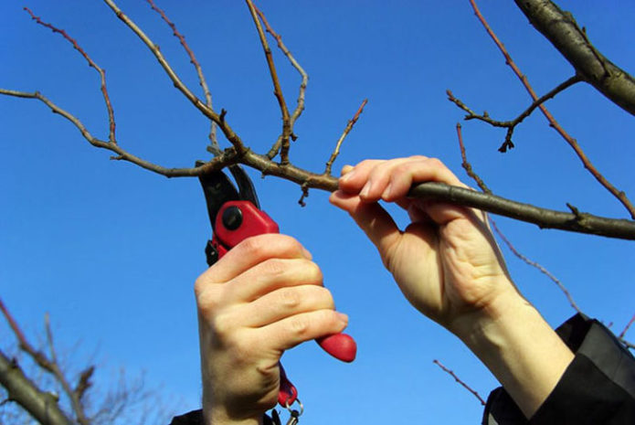 Pruning plums with pruning shears