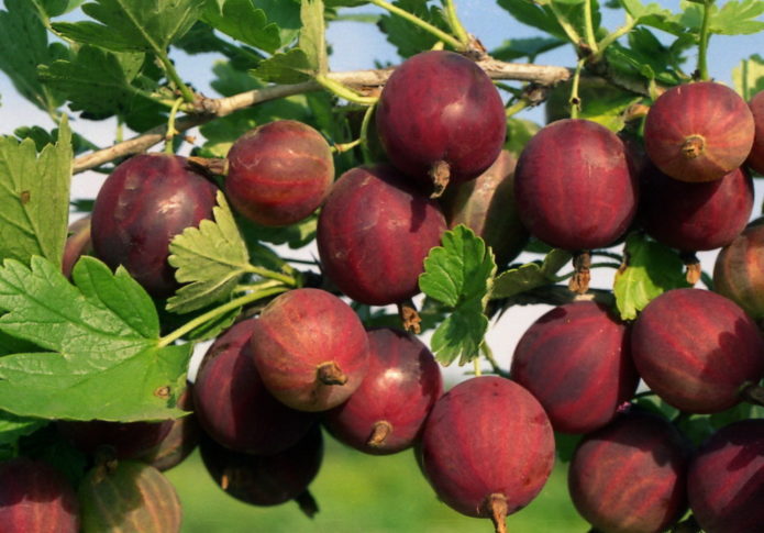 pruning an old gooseberry bush