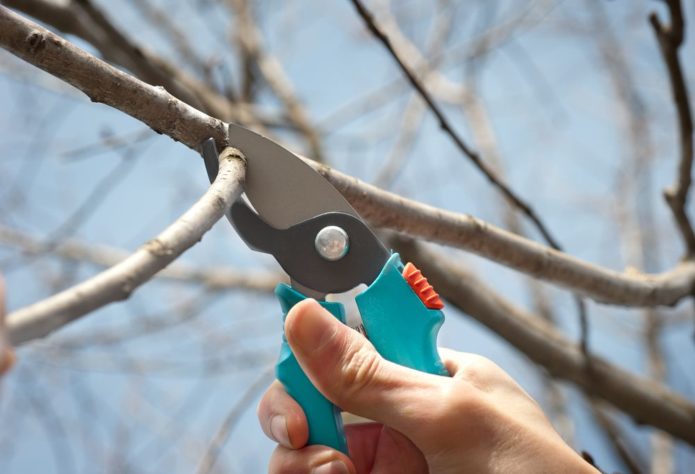 Branch pruning