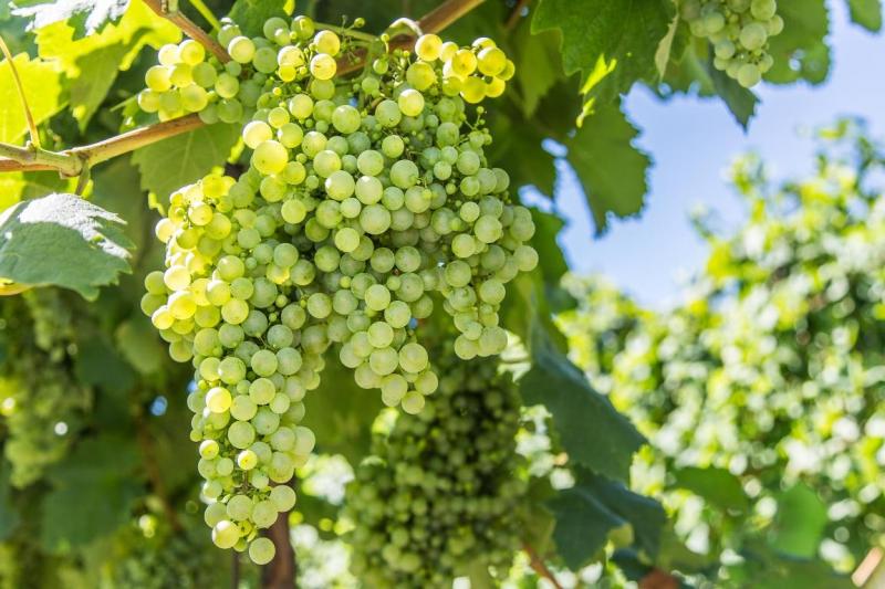 Pruning grapes in autumn *