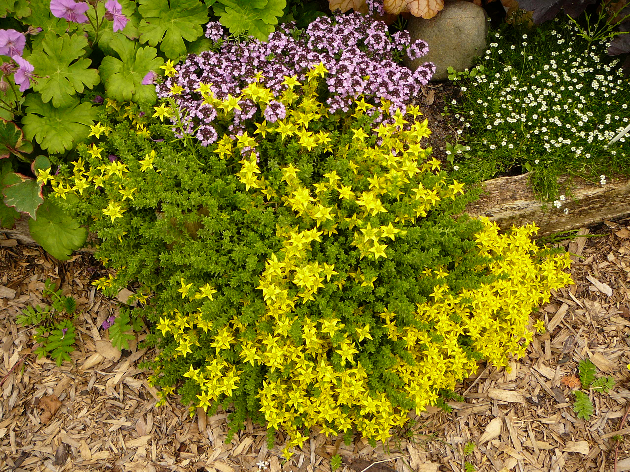 Stonecrop flower and its features: varieties, care and photos