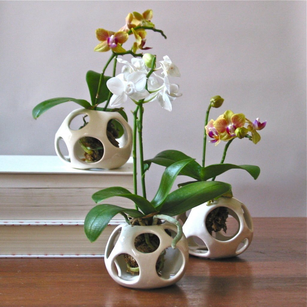 Phalaenopsis orchid transplants at home: tips, video