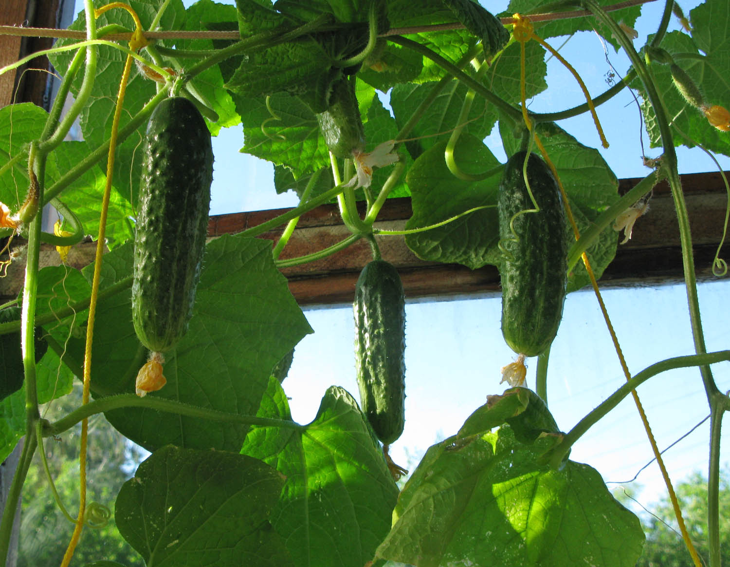 Growing cucumbers on the balcony: a step-by-step process