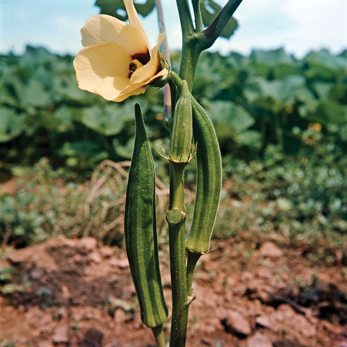 Okra (okra): what it is, benefits and contraindications