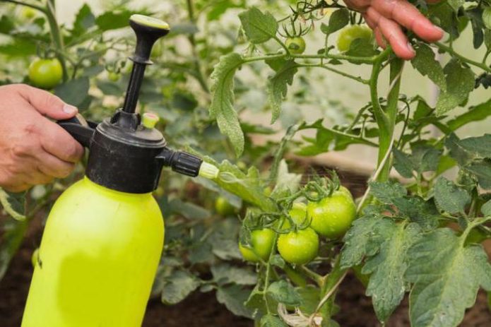 Spraying tomatoes