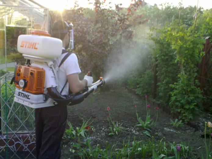 Spraying grapes in spring