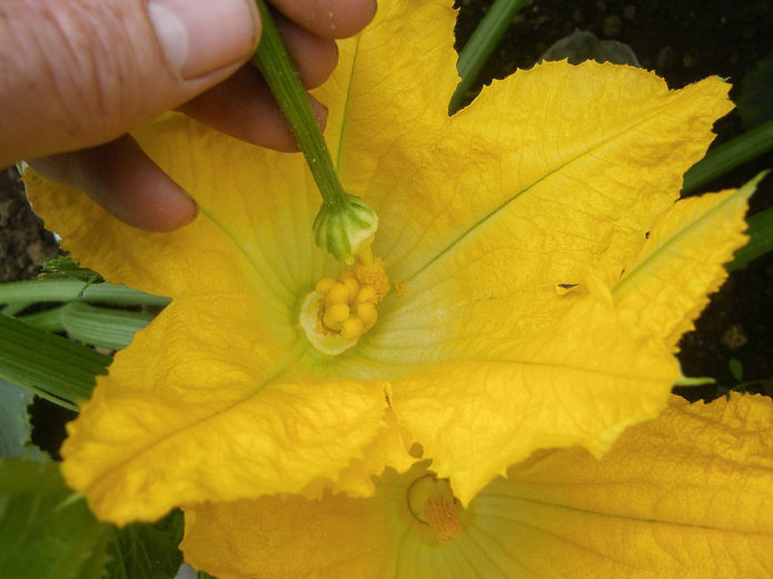 Pollination of a squash flower