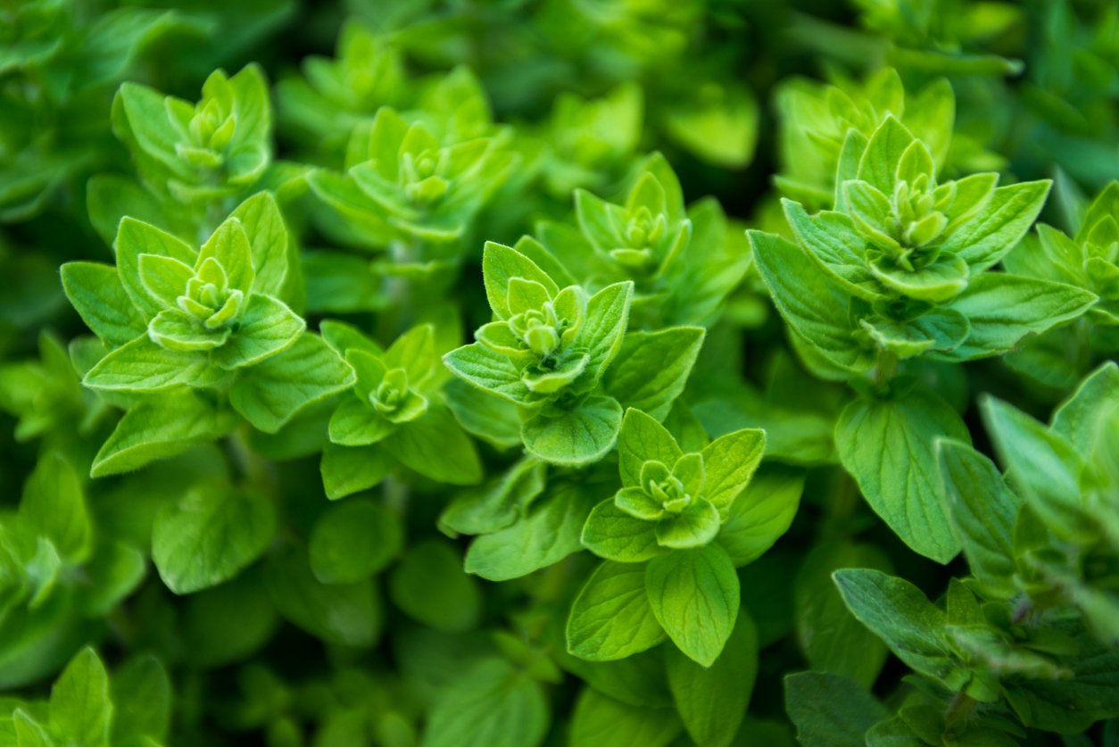 Oregano: general information about the plant, photos and videos