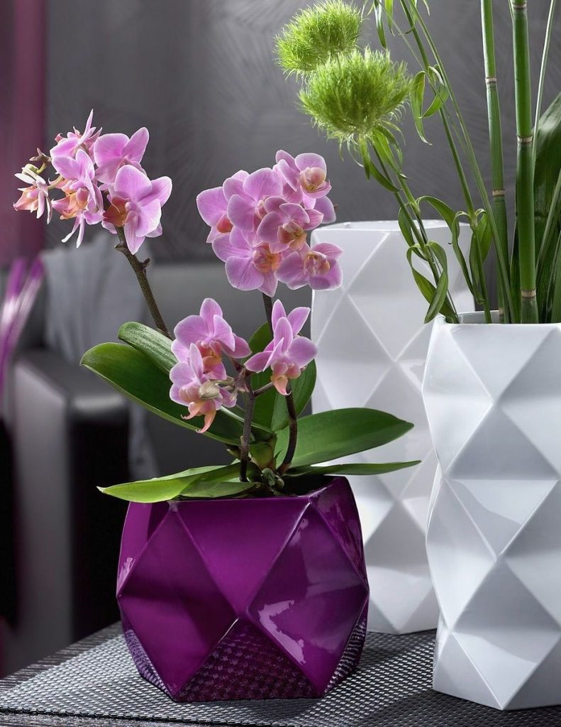 How to care for orchids at home: care features, photos