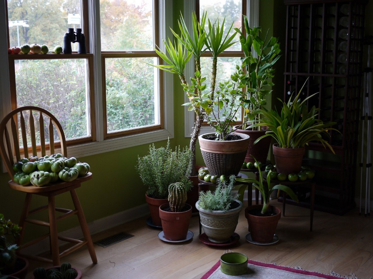 Indoor plants that can bring misfortune to the house