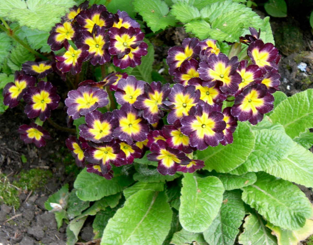 Perennial primrose: planting, care features, photo