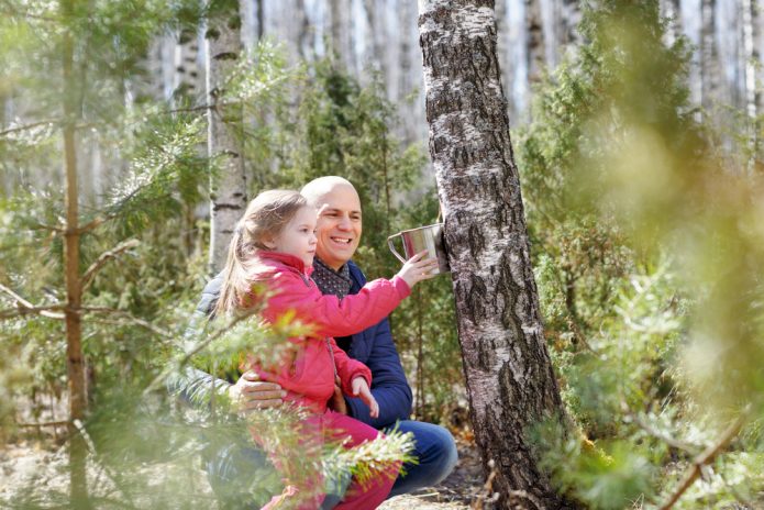 Father and daughter collect birch sap